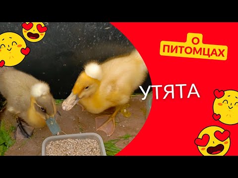 Видео: Утята