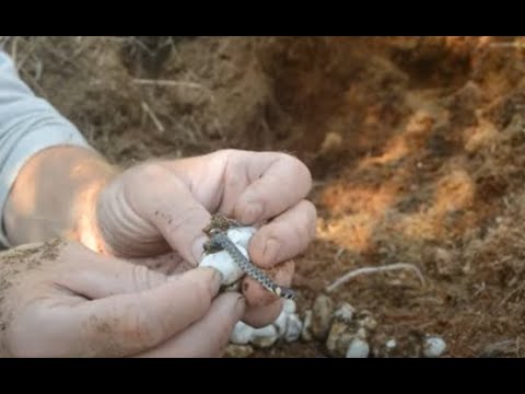 Видео: Гнездо змей