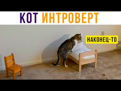 Видео: КОТ ИНТРОВЕРТ) Приколы | Мемозг #487