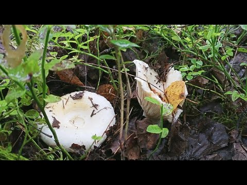 Видео: Грузди-царские грибы! Где собирать? Как собирать?