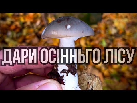 Видео: Чому ці гриби ніхто не збирає? Осінні рядовки.