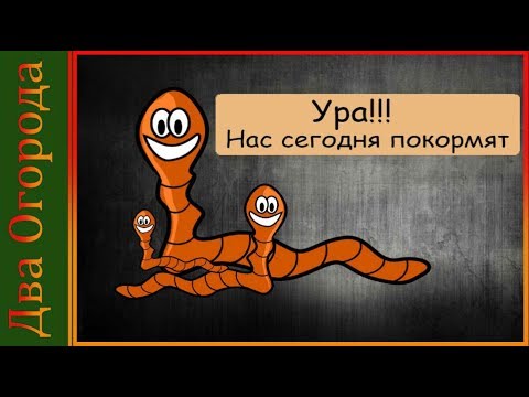 Видео: Содержание червей дома/Кормление