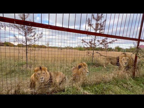 Видео: ВОТ ЭТО ДА! Как мне львы показали ГДЕ РОДИЛИСЬ ТИГРЯТА!