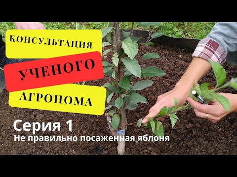 Видео: Консультация Ученого агронома  Серия 1