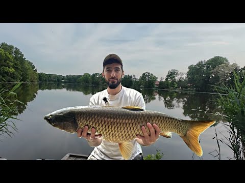 Видео: Рыбалка удалась...Амур торпеда ( и маленький бонус)