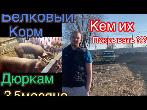 Видео: 🆘СОБРАЛИ ЗАРЯЖЕННЫЙ КОРМ ДЛЯ ДЮРКОВ,белковый корм, кем их покрывать?