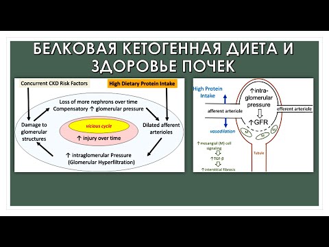 Видео: БЕЛКОВАЯ КЕТОГЕННАЯ ДИЕТА И ЗДОРОВЬЕ ПОЧЕК