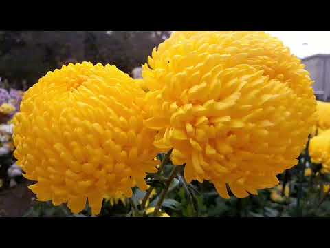 Видео: 10 ноября 2025 г.