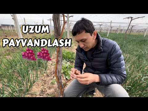 Видео: Узум пайвандлаш / Uzum payvandlash
