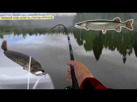 Видео: БЕШЕНЫЙ КЛЕВ ЩУКИ НА СТАРОМ ОСТРОГЕ! ЛУЧШАЯ РАЗДАЧА ЗА ПОСЛЕДНЕЕ ВРЕМЯ! 
