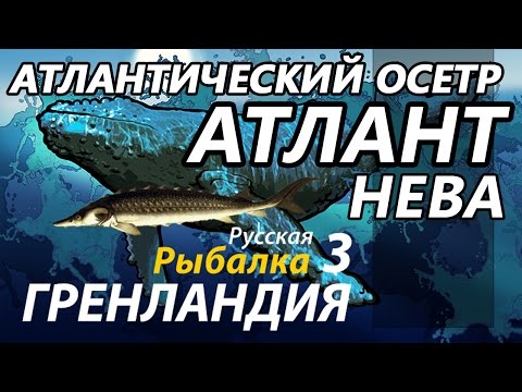 Видео: Атлантический осетр Нева КАЧ / РР3 [ Русская Рыбалка 3,9 Гренландия ]