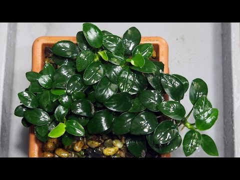 Видео: Анубиас нана "Бонсай" -  Anubias barteri var. nana “Bonsai”