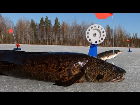 Видео: Жерлицы срабатывают одна за другой. ТОЛЬКО БЫ НАЙТИ ЖИВЦА !