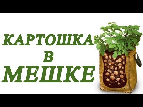 Видео: Выращивание картофеля в мешках - НАНО метод посадки картошки. Картошка в мешке.