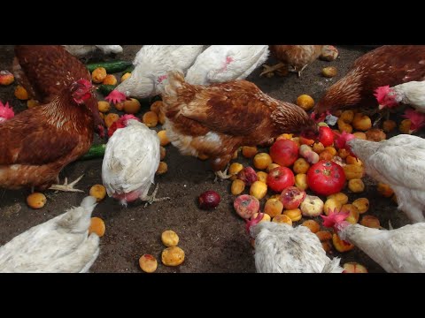 Видео: Фрукты и овощи для наших питомцев.