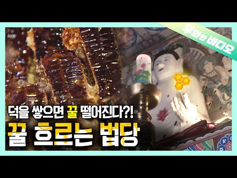 Видео: Медовый храм, где можно одновременно молиться и наслаждаться медом🍯