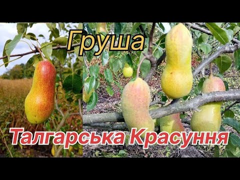 Видео: Груша / Талгарська красуня