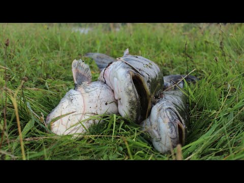 Видео: "Козырная" рыбалка на сома. Козырь - Выползок. Удача на 7 кило. Рыбалка на Свислочи.