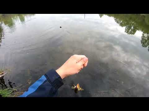 Видео: Опять окушки+ бодрый щукан.