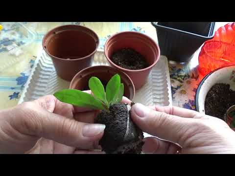 Видео: Из истории, размножение азалии черенками.