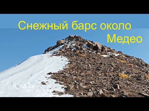 Видео: Гора Часовая. Снежный барс около Медео?