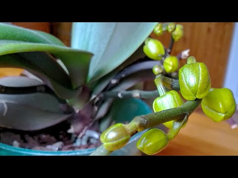 Видео: НАЛЕЙТЕ орхидеи ЭТО! корни СУНУТСЯ! цветоносы РАСТУТ! орхидеи ОБСЫПЯТ корни! СПОСОБ полива орхидеи!