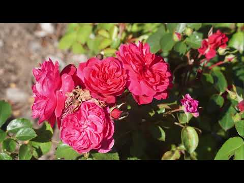 Видео: Пансионат "ЗАРЯ" и его территория