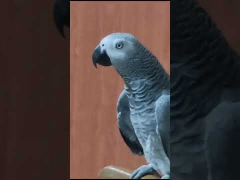 Видео: - Как надо говорить?                 - Мама, ты красивая...