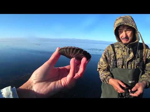 Видео: Идем на море. Глазки гребешка и целых шесть жемчужин..