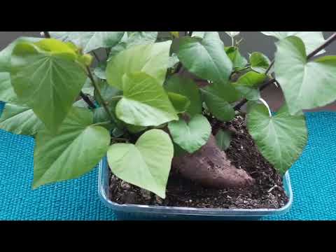 Видео: Отглеждане на батат-1 разсад