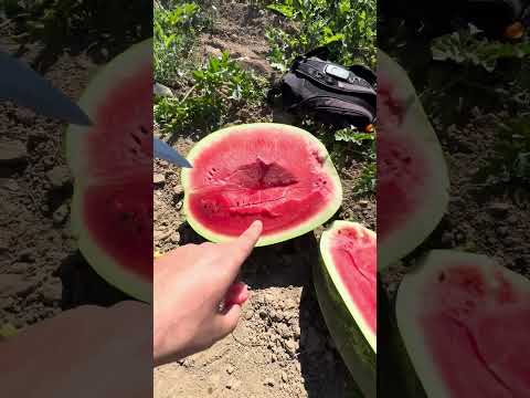 Видео: Арбуз Тасман F1 / Tasman F1 в разрезе, от компании Agrocrops.kz