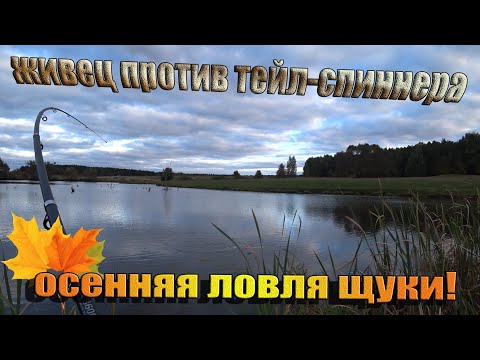 Видео: Ловля щуки осенью на поплавочную удочку - на живца, и на спиннинг -тейл-спиннер! Что лучше работает?
