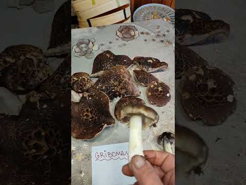 Видео: Как определить съедобный гриб или нет? Грибоман и поздние грибы