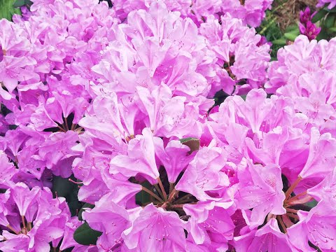 Видео: РОДОДЕНДРОН  - ПЕРЕСАДКА ЛЕТОМ