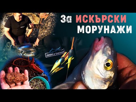 Видео: За ИСКЪРСКИ МОРУНАЖИ на Оряховица/ С болонеза по река Искър