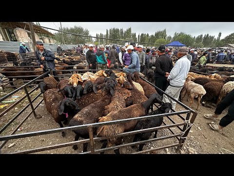 Видео: КОЙ БААЛАРЫ СЕМИЗИ КЫМБАТ 🤯 #байтв