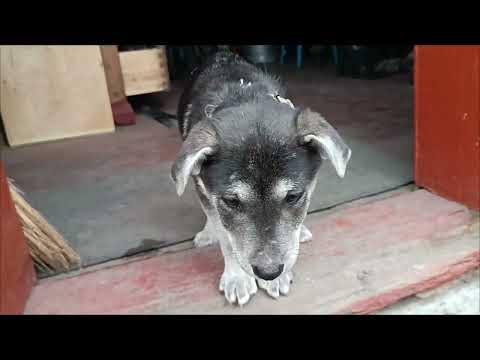 Видео: Джули