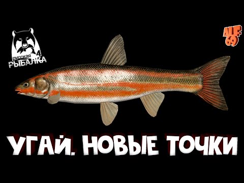 Видео: ЛОВИМ ТРОФЕЙНОГО УГАЯ! СТРИМ РУССКАЯ РЫБАЛКА 4 (RUSSIAN FISHING 4)