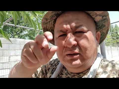 Видео: БЛОГЕР КОВУНЛАРИ БУГУН ДАМ ОЛИШМОКДА /КОВУННИ ОДАМГА ФОЙДАСИ БОРМИ?