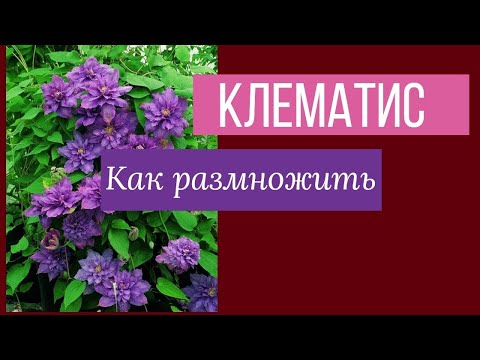 Видео: Как размножить клематис осенью методом черенкования.