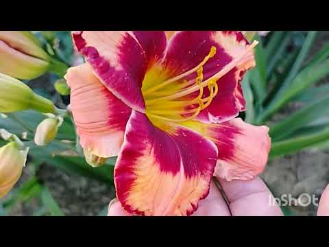 Видео: Лілейники.