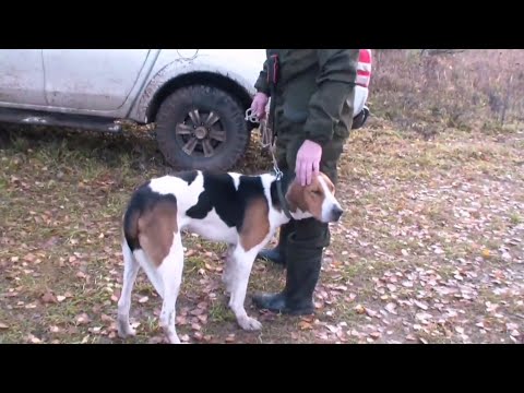Видео: РПГ Габой вл Масюк А.В. состязания осенние голоса на Вятке
