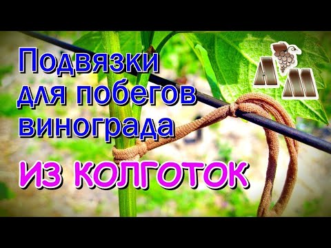 Видео: 🍇 Подвязки для винограда из колготок