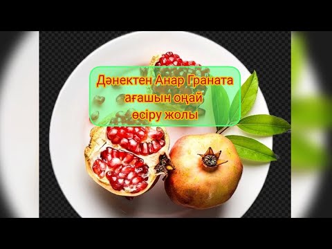 Видео: Дәнектен Анар Граната оңай өсіру жолы