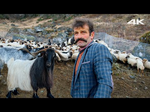 Видео: Стадо турецкой овчарки и пастушьи собаки | Документальный