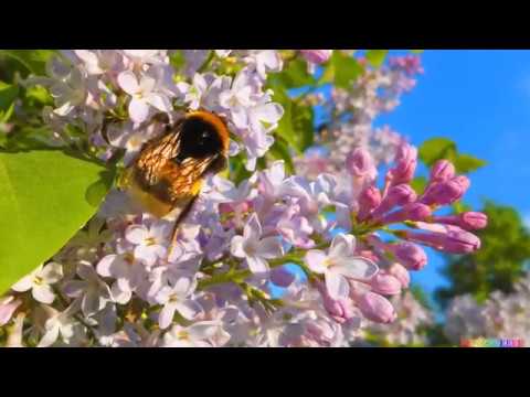 Видео: Димитровград (верхний пруд)