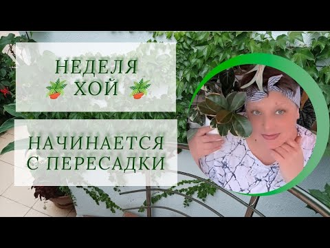 Видео: Неделя хой начинается с пересадки.