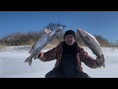 Видео: Попал на раздачу Судака и Щуки ! Весенняя рыбалка с домашним комфортом !