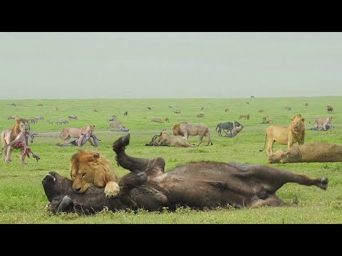 Видео: Самая сильная охота Львов. Такую охоту Львы устраивают только раз в год.