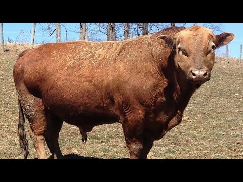 Видео: Секретные гибриды: почему эти 4 породы крупного рогатого скота так популярны в неблагоприятных кл...